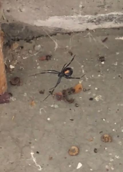 Patriot Pest Control