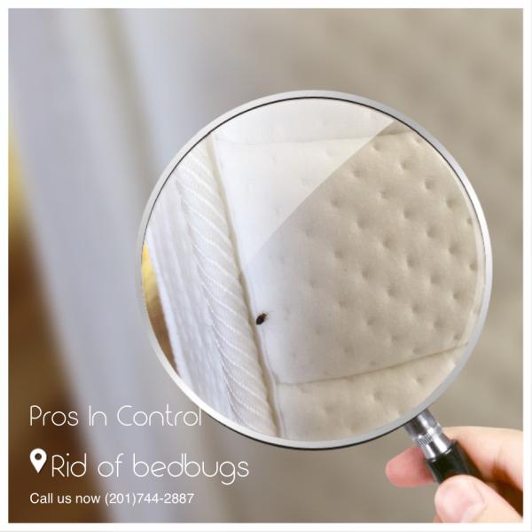 Pros In Control Pest Services