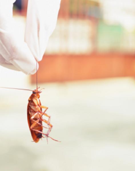 Pros In Control Pest Services