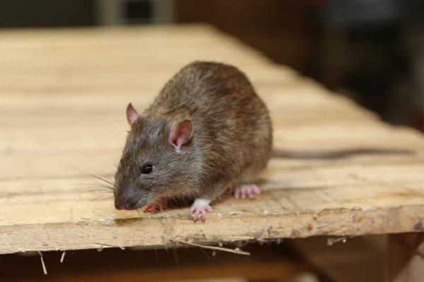 Pros In Control Pest Services
