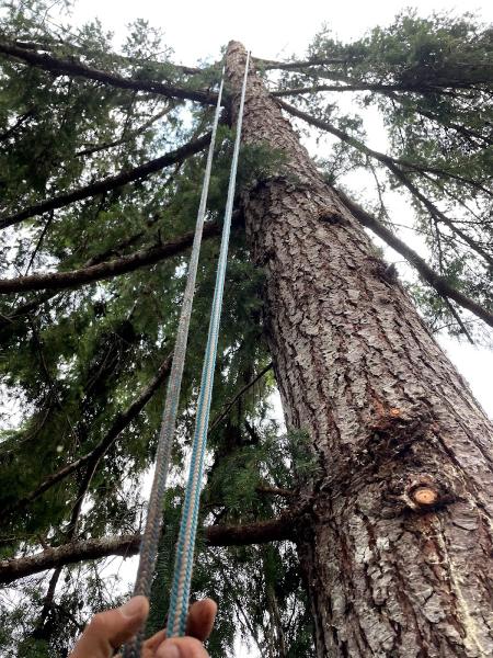 Mountain To Sea Tree Service