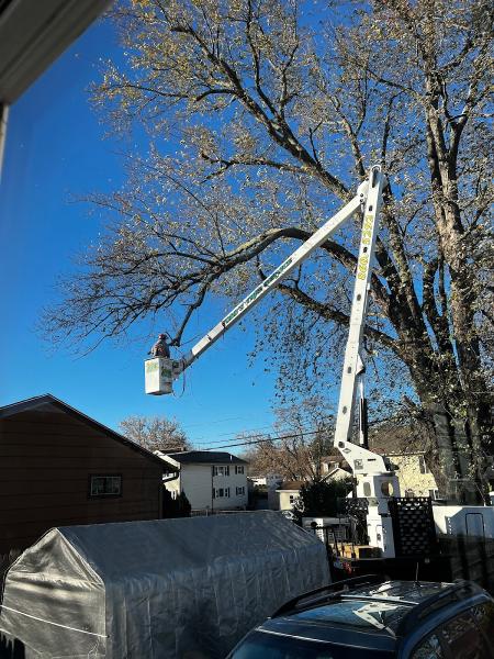 Todd's Tree Service