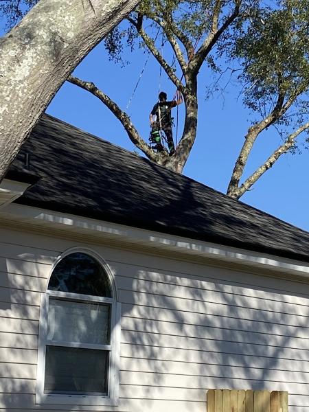 Empire Tree Experts
