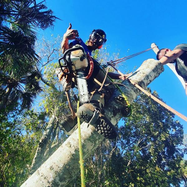 Empire Tree Experts