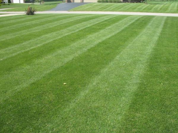 Mighty Lawns and Landscaping