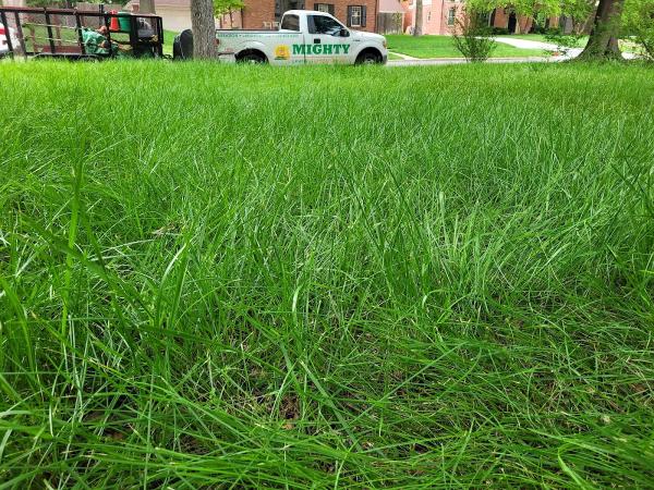 Mighty Lawns and Landscaping