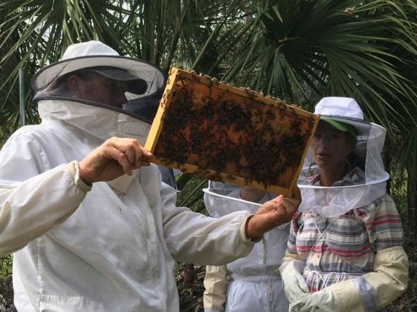 Lee Honey Bee Removal
