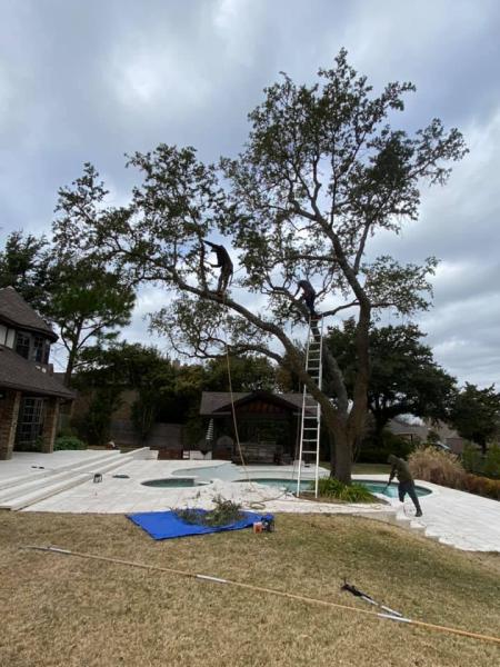 JJ Tree Service