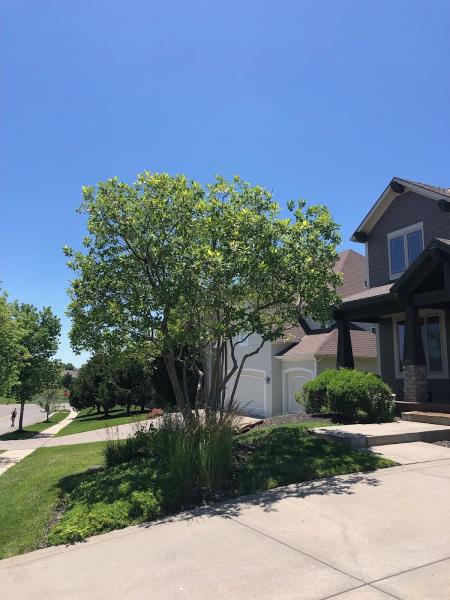 JL Absolute Tree Service