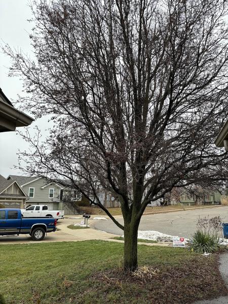 JL Absolute Tree Service