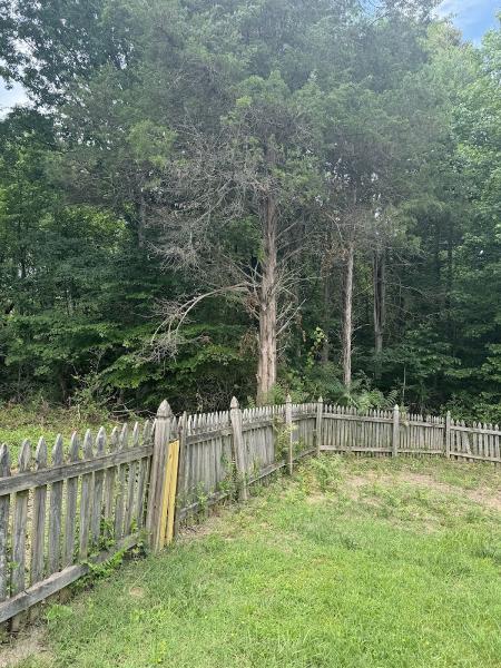 Branson's Tree Service