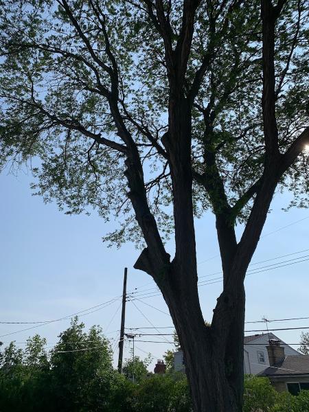 Bushmasters Tree Care
