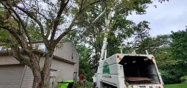 Bushmasters Tree Care
