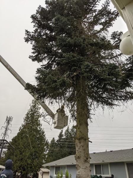 Smith Brothers Tree & Pruning Service
