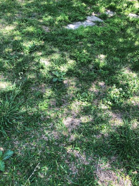 Lawn Tech