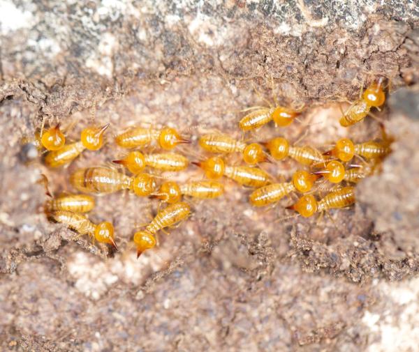 Dustin Pest Control