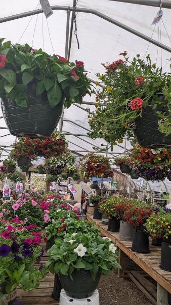 Wild Thyme Nursery and Landscaping