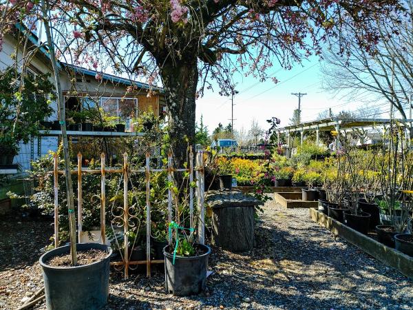 Wild Thyme Nursery and Landscaping