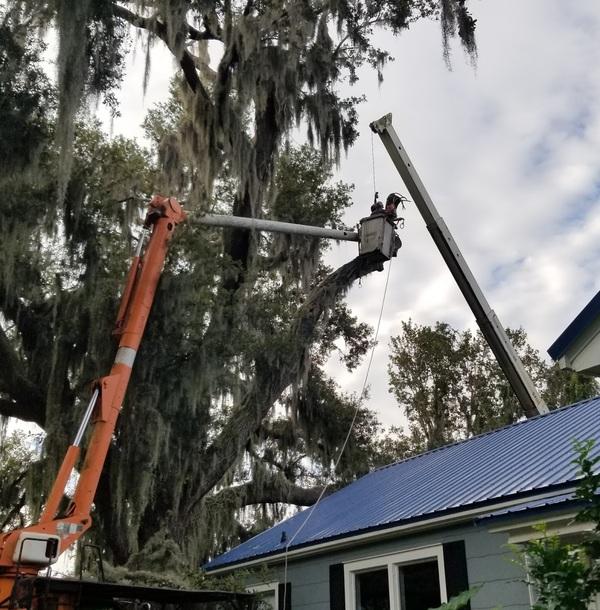 Andrews Tree Service Fl