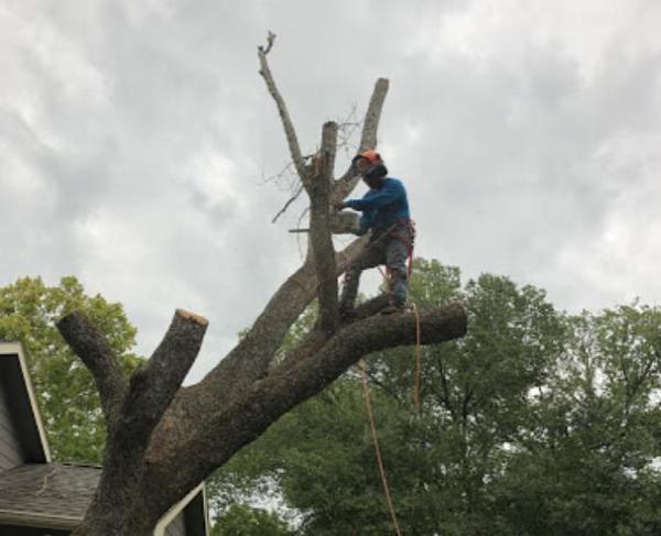 Momo's Tree Service
