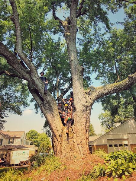 Baylor's Top Notch Tree Service