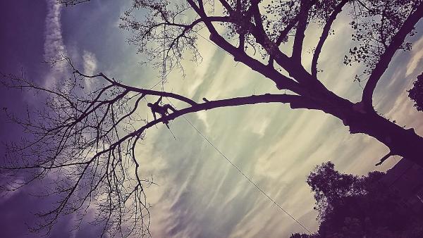 Baylor's Top Notch Tree Service