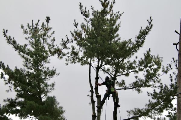Baylor's Top Notch Tree Service