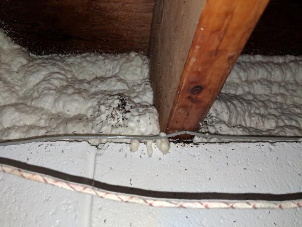 BMI Pest Control Services