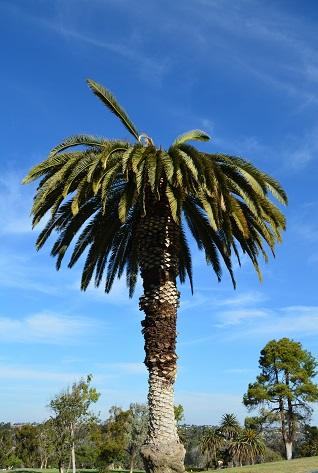 Aguilar Plant Care