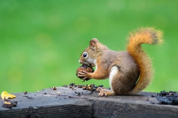 Waldner Wildlife Solutions