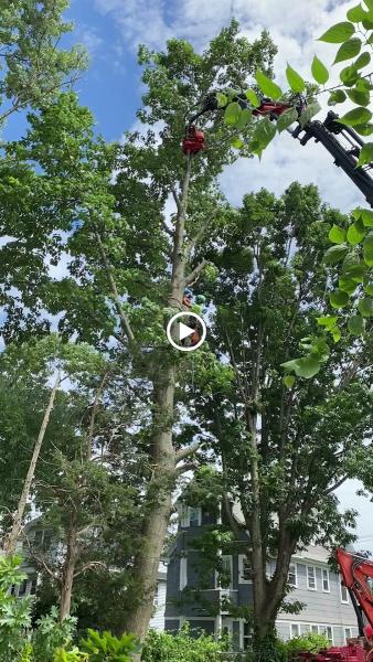 Arbor Green Tree Service