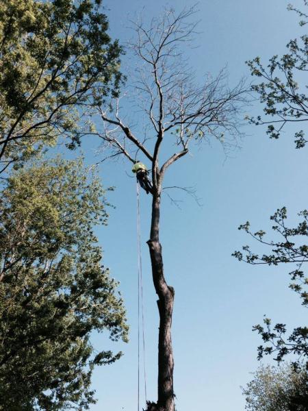 DM Tree Service Formally the Monkeys Tree Work