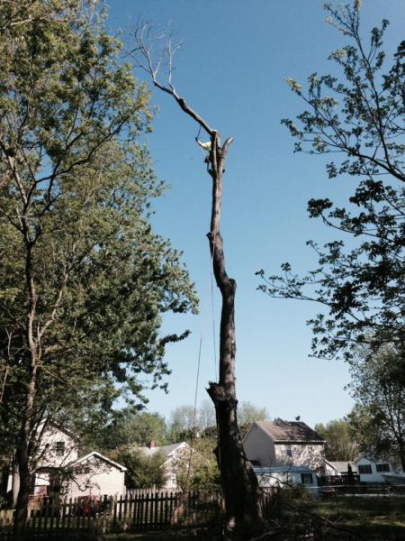 DM Tree Service Formally the Monkeys Tree Work