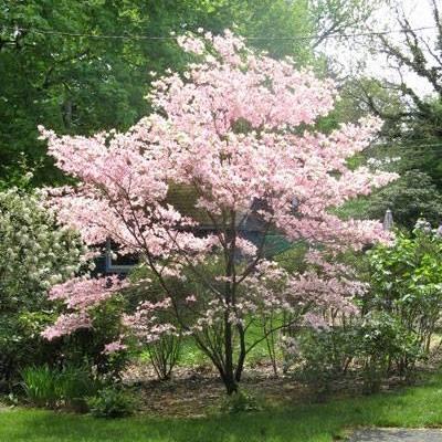 Stewardship Horticultural
