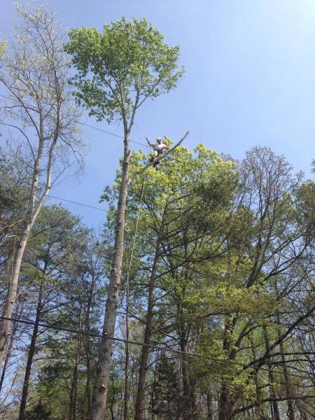 Arborpro Tree Service