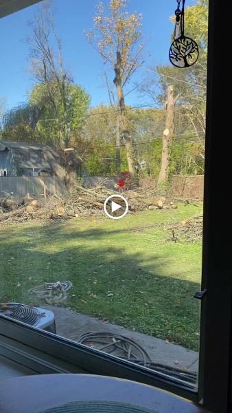 P&L Tree Service