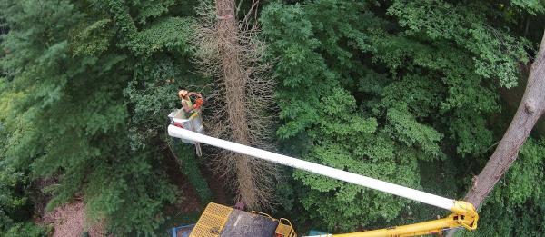 Zumalt Tree Experts