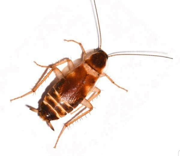 Lancaster Pest Management