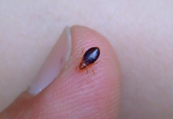 A1 Bed Bug Exterminator