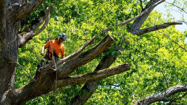 Owens Brothers Tree Service