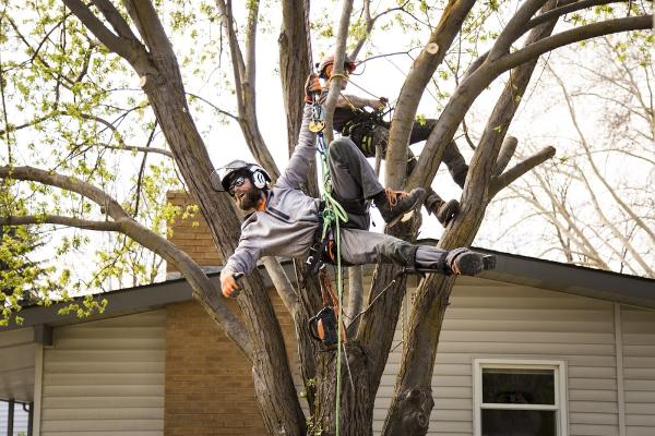 Done-Rite Tree Co
