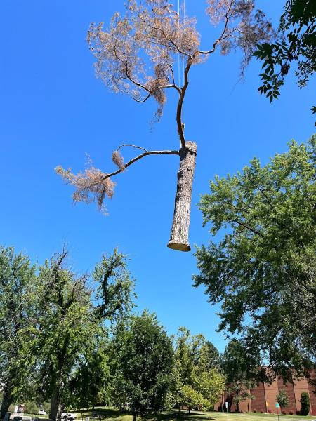 Done-Rite Tree Co