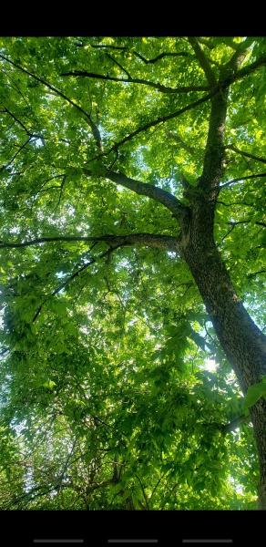 Central Ky Tree Service LLC