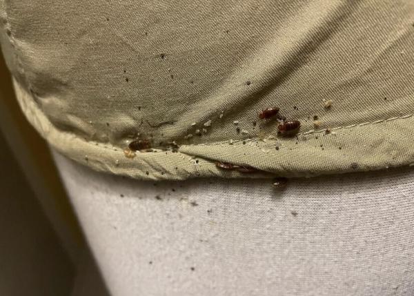 Ace Bedbug Exterminating NYC