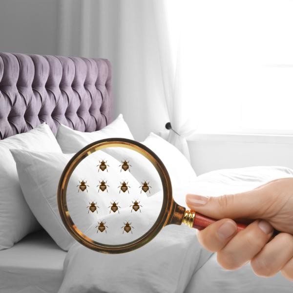 Ace Bedbug Exterminating NYC