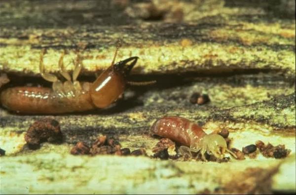 Quantum Termite and Construction