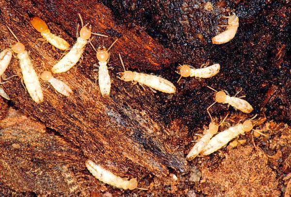 Quantum Termite and Construction