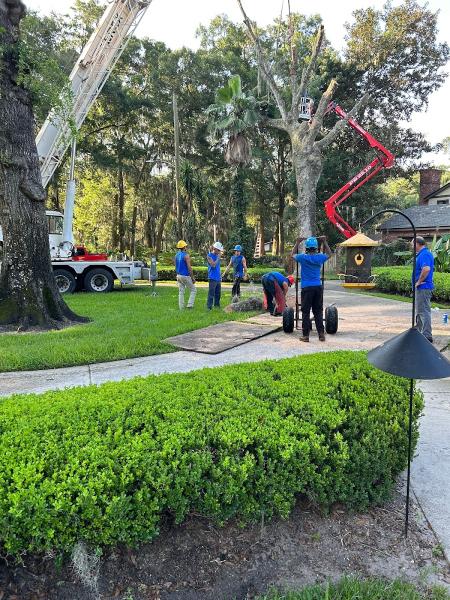 Odoms Beaches Tree Service