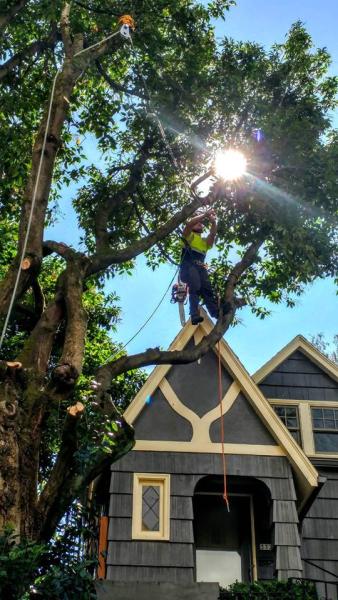 Honl Tree Care Inc
