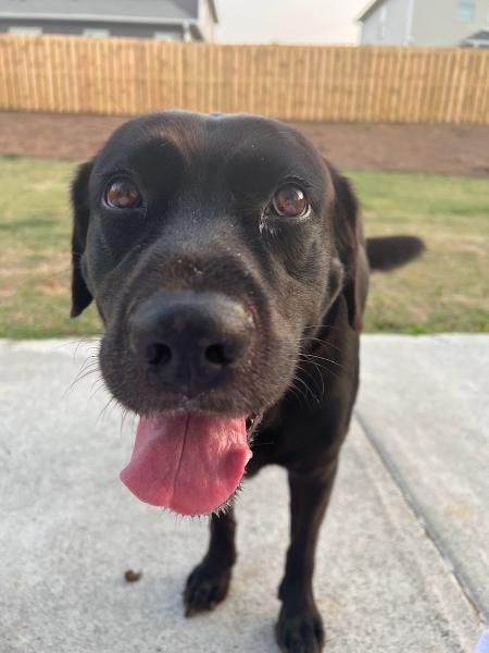 Labrador Home Inspection